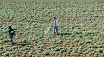 Le Qatar propose un accord «argent contre nourriture» au Maroc Le Qatar propose un accord «argent contre nourriture» au Maroc
