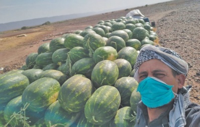 La pastèque de Zagora destructrice du sol et de la nappe phréatique