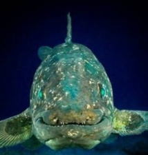 Un poisson vieux de 380 millions d'années dévoile une étonnante musculature Un poisson vieux de 380 millions d'années dévoile une étonnante musculature