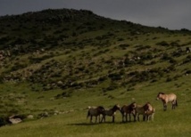La Chine veut retrouver ses chevaux de Przewalski sauvages La Chine veut retrouver ses chevaux de Przewalski sauvages