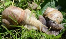 L'escargot de Pologne à la conquête des tables européennes L'escargot de Pologne à la conquête des tables européennes