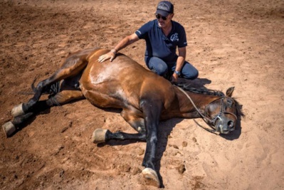 Tournage de films étrangers au Maroc: L’homme qui murmure à l’oreille des chevaux du 7ème Art