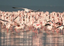 Sebkha de Zima, un site Ramsar en péril Sebkha de Zima, un site Ramsar en péril