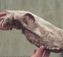 Des chercheurs décodent le génome d’un cheval vieux de 700.000 ans Des chercheurs décodent le génome d’un cheval vieux de 700.000 ans