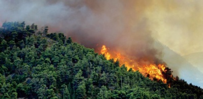 Sur les hauteurs de Béni Mellal, une forêt de pins en proie à un incendie