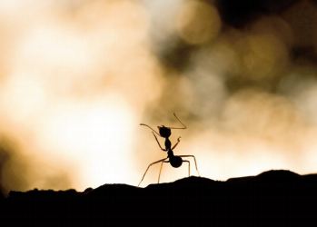 Chasser les araignées des maisons avec des fourmis