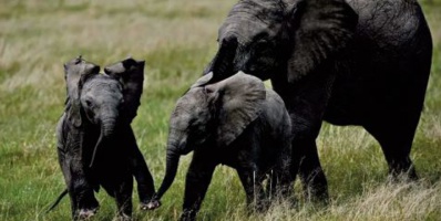 Des éléphants en excursion en Chine Des éléphants en excursion en Chine