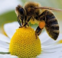 Des abeilles pour détecter les mines antipersonnel