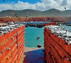 Des débarquements de poissons de plus de 173 MDH en 2020 au port de Sidi Ifni