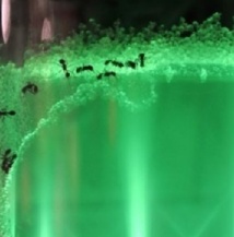 Insolite : Les fourmis n’ont qu’à bien se tenir Insolite : Les fourmis n’ont qu’à bien se tenir