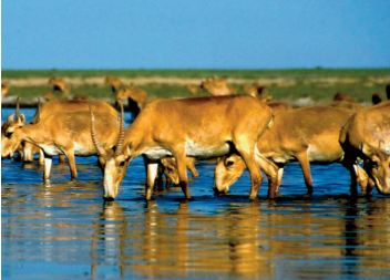 La population de l’antilope saïga a plus que doublé depuis 2019