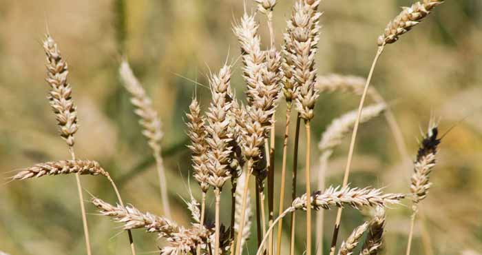 Les marchés mondiaux des céréales s’orientent vers une production record