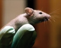 Maladies mentales: les tests menés sur des animaux souvent biaisés Maladies mentales: les tests menés sur des animaux souvent biaisés