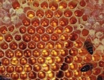Comment les alvéoles des abeilles deviennent des hexagones Comment les alvéoles des abeilles deviennent des hexagones