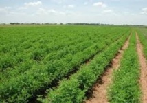 L’agriculture creuse les sillons de la croissance L’agriculture creuse les sillons de la croissance