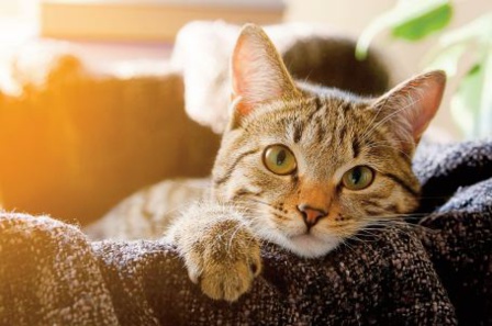 Les chats seraient inaptes socialement pour rester aux côtés de leur maître