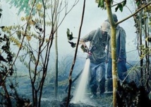 En Indonésie, la forêt vierge part en fumée