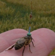 Des abeilles équipées d’antennes pour mesurer la nocivité des pesticides Des abeilles équipées d’antennes pour mesurer la nocivité des pesticides