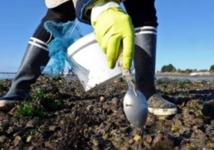 Levée de l’interdiction de la récolte des coquillages Levée de l’interdiction de la récolte des coquillages