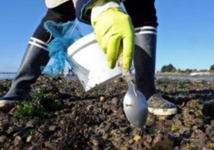 Levée de l’interdiction de la récolte des coquillages