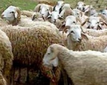 Le procès des voleurs de bovins fixé au 25 septembre prochain à Oued-Zem Le procès des voleurs de bovins fixé au 25 septembre prochain à Oued-Zem