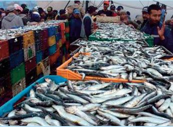 Hausse de la valeur des produits de la pêche commercialisés de 35% au premier semestre