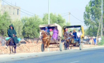La charrette, reine de la route à Mohammedia