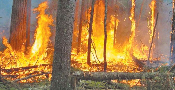 Les dégâts de la canicule: 1.200 ha de forêts incendiés