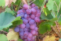 Le vignoble à l’honneur dans la province de Sidi Bennour Le vignoble à l’honneur dans la province de Sidi Bennour