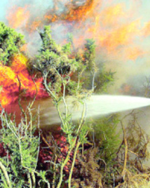 Feu de forêt à Khénifra