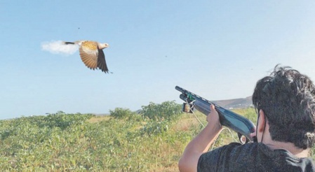 C’ est parti pour la chasse de la tourterelle