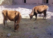 L’étau se resserre autour des voleurs de bovins de la région d’Oued Zem