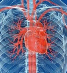 Un cœur de souris ressuscité par des cellules de peau humaines Un cœur de souris ressuscité par des cellules de peau humaines