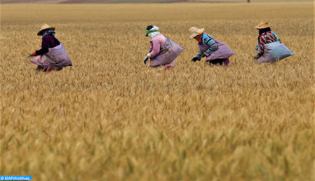 Une campagne céréalière 2020-2021 plus que satisfaisante Une campagne céréalière 2020-2021 plus que satisfaisante