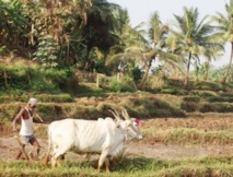 L’Inde et la reconnaissance des droits fonciers aux pauvres L’Inde et la reconnaissance des droits fonciers aux pauvres