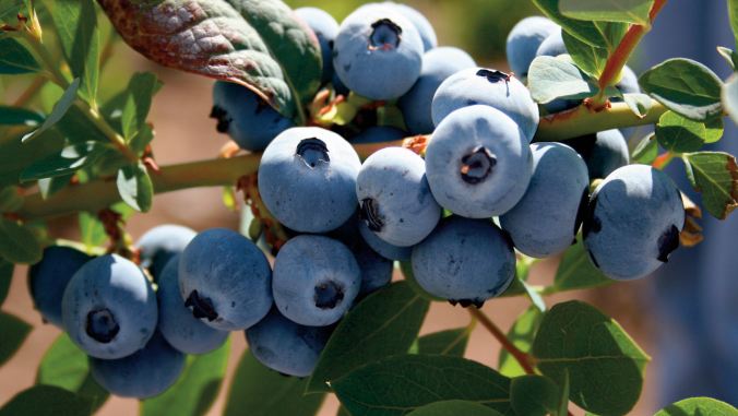 Les produits alimentaires agricoles et maritimes ont la cote à l’ export