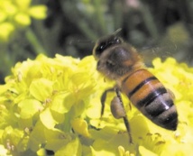 Les secrets du vol des insectes révélés par des scientifiques