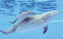 La surmortalité des grands dauphins serait due à un morbillivirus La surmortalité des grands dauphins serait due à un morbillivirus