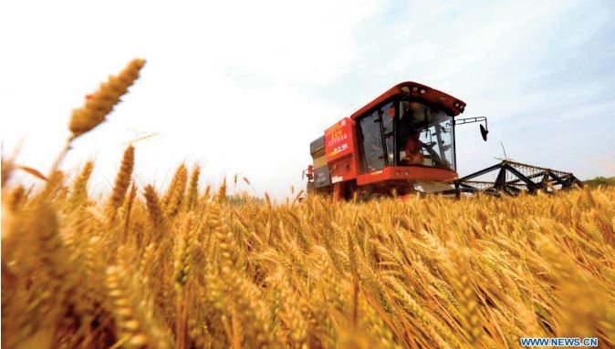 Légère hausse des prix du blé à l’échelle mondiale