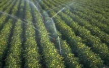 Fès-Boulemane : Une production record de près de 4 millions de quintaux de céréales Fès-Boulemane : Une production record de près de 4 millions de quintaux de céréales