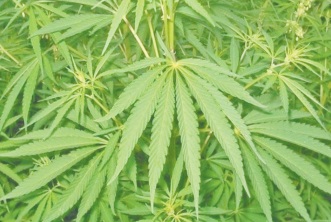 Le Conseil de gouvernement adopte un projet de décret relatif à l' usage licite du cannabis