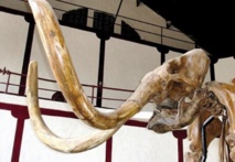 Mammouths : le changement climatique coupable de leur disparition Mammouths : le changement climatique coupable de leur disparition