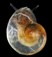 Un nouvel escargot, totalement transparent, découvert dans une grotte souterraine Un nouvel escargot, totalement transparent, découvert dans une grotte souterraine