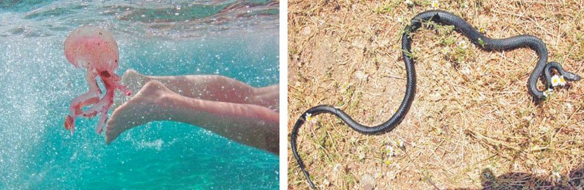 Prolifération des méduses et invasions de serpents