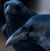 Les oiseaux à gros cerveau sont moins stressés que les autres Les oiseaux à gros cerveau sont moins stressés que les autres