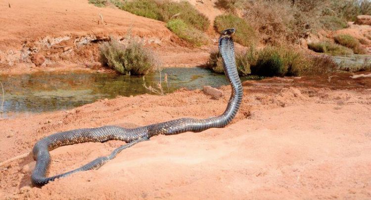 La prise en charge des morsures de serpent subit l’impact du Covid