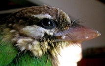 Comment les oiseaux ont obtenu leurs ailes Comment les oiseaux ont obtenu leurs ailes