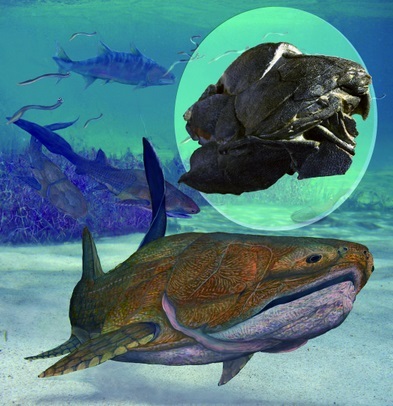 Un petit poisson remet en cause l'évolution des vertébrés Un petit poisson remet en cause l'évolution des vertébrés