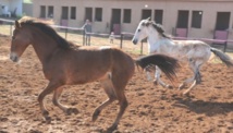 L’élevage des chevaux, pilier de la stratégie équine nationale L’élevage des chevaux, pilier de la stratégie équine nationale