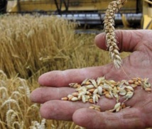 Amélioration des stocks de céréales Amélioration des stocks de céréales